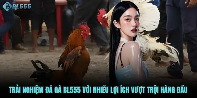 Trải nghiệm đá gà BL555 với nhiều lợi ích vượt trội hàng đầu